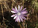 023 fiore